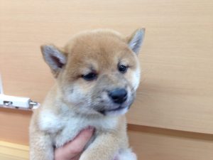 柴犬　