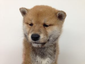 柴犬　