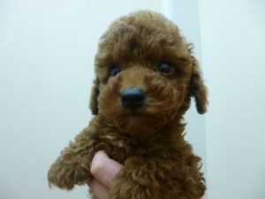 トイプードル　