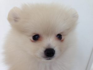 ポメラニアン　