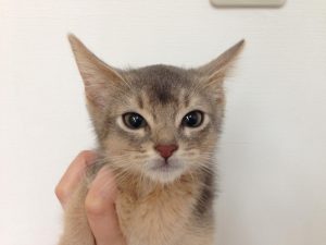 アビシニアン　