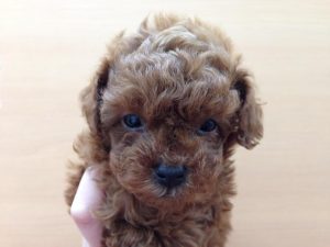 トイプードル　