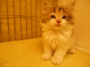 ノルウェージャンフォレストキャット￥218000→￥188000