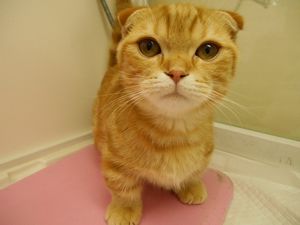 マンチカン(短足・耳折)