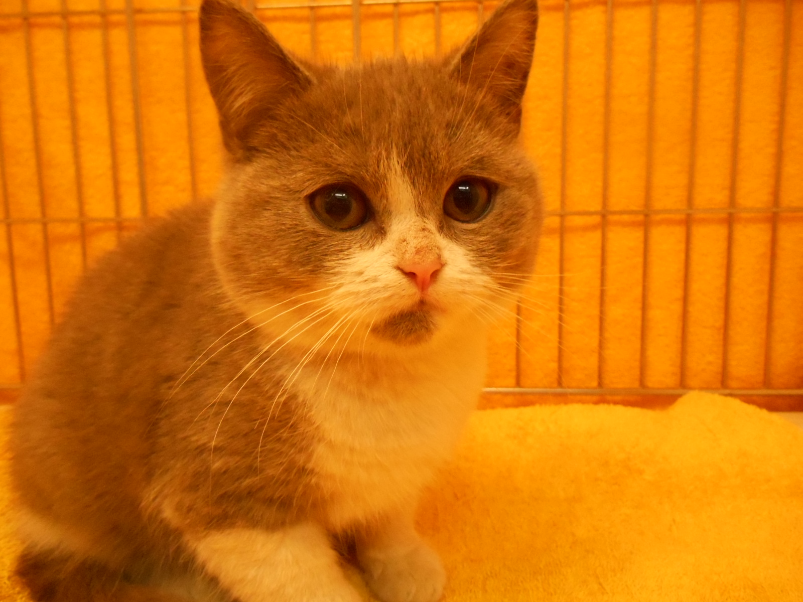 飼い主様お写真