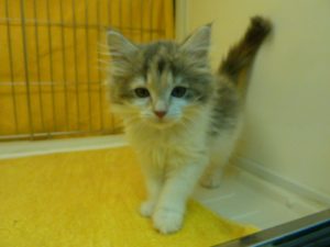 ノルウェージャンフォレストキャット　