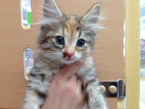 ノルウェージャンフォレストキャット　