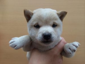 柴犬（両親豆柴認定犬）　