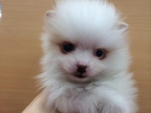 ポメラニアン　