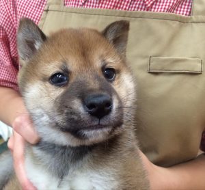 柴犬　