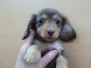 ミニチュアダックスフンド　