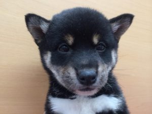 柴犬　