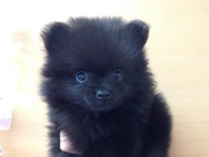 ポメラニアン　