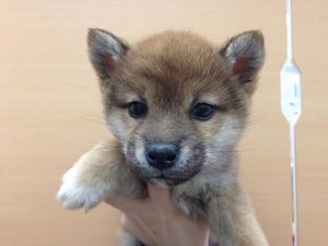 柴犬　