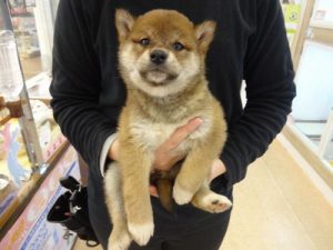 柴犬