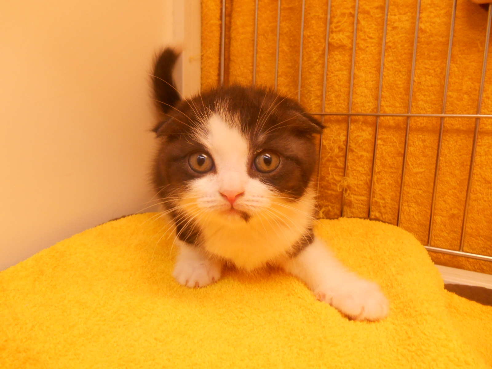 飼い主様お写真
