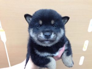 柴犬（父血統書豆柴・母豆柴認定犬）
