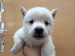 柴犬　