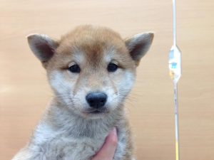 柴犬　