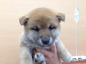 柴犬　