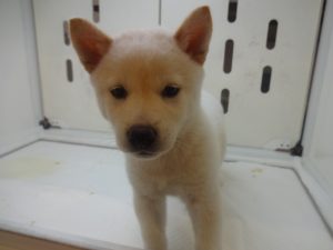 柴犬