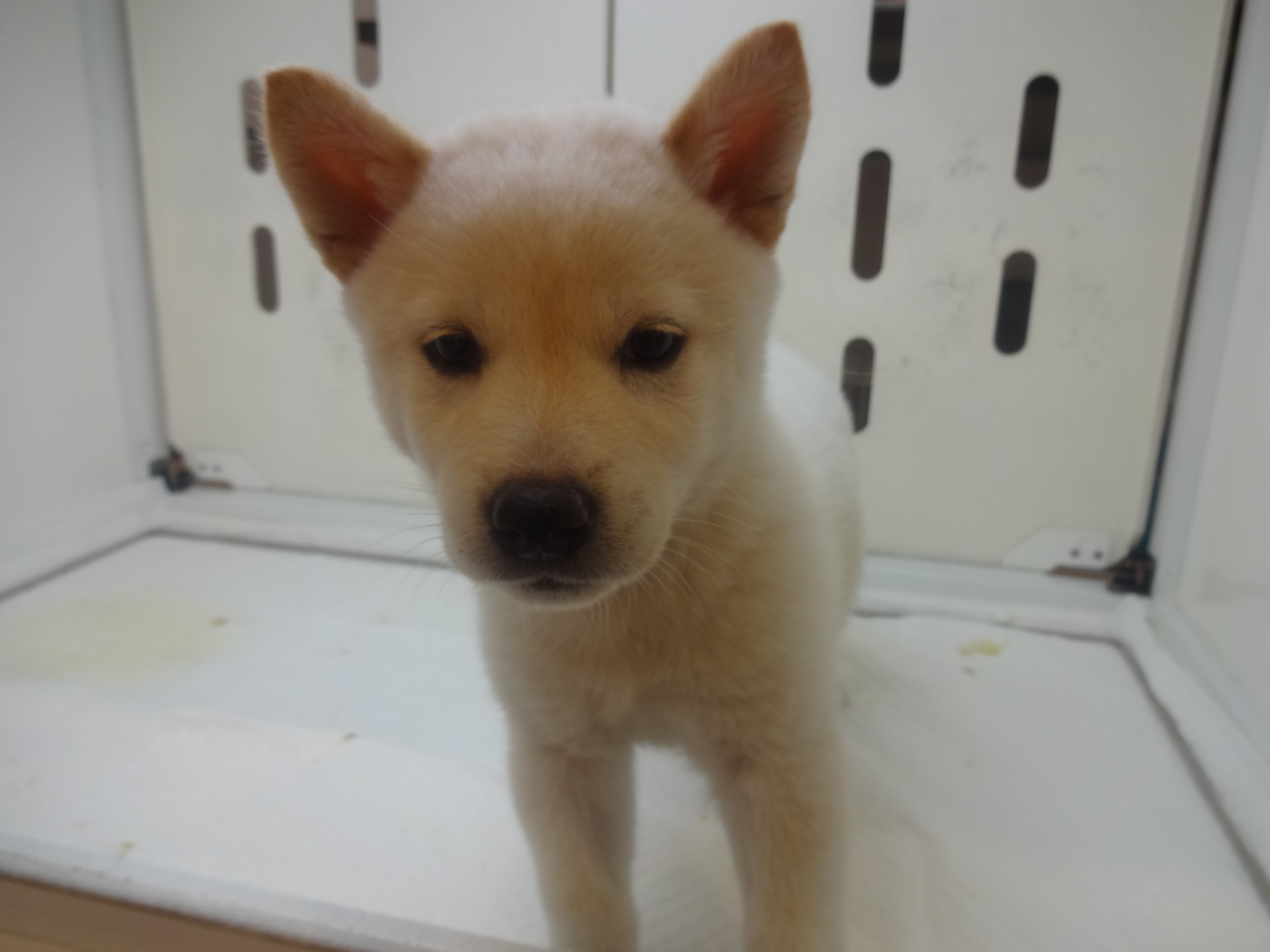 柴犬