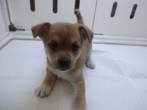 MIX(柴犬×チワワ)