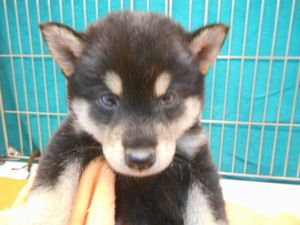 柴犬　