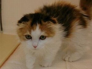 マンチカン（中足、耳折、ロングヘアー）