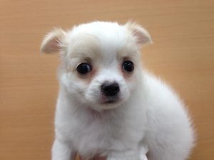 チワワ（ロング）　
