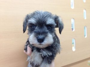 ミニチュアシュナウザー　