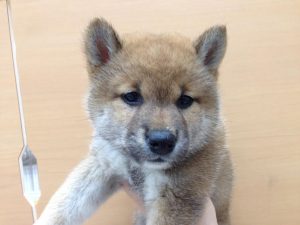 柴犬　