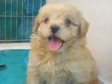 MIX犬(トイプードル×ペキニーズ)