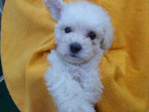 ＭＩＸ犬（マルチーズ×トイプードル）￥98000→￥48000→10/19まで￥20000
