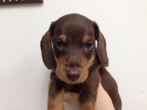 カニヘンダックスフンド（スムース）　