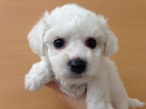 ビションフリーゼ　