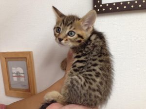 ベンガル　