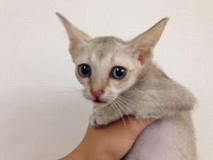 シンガプーラ　