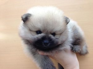 ポメラニアン　