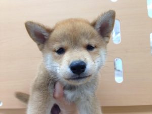 柴犬　