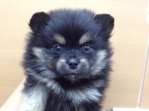 ポメラニアン　