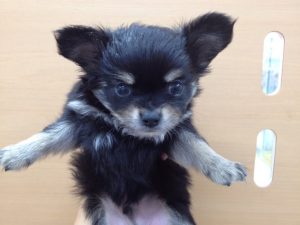 チワワ（ロング）　