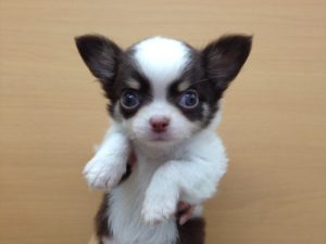 チワワ（ロング）　