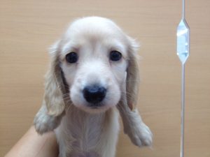 ミニチュアダックスフンド　
