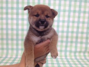 柴犬　