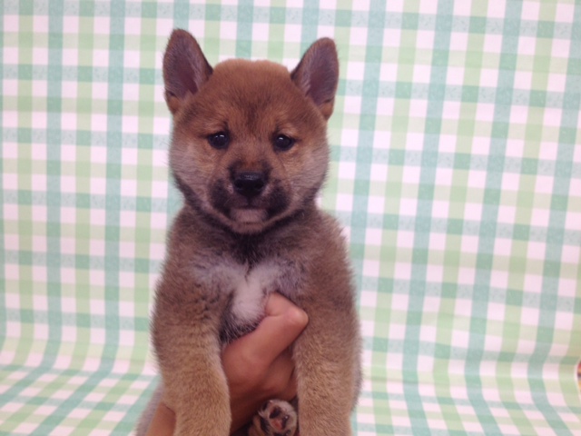 柴犬