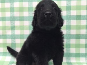フラットコーテッドレトリバー　