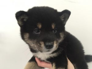 柴犬　