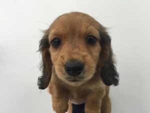 ミニチュアダックスフンド　