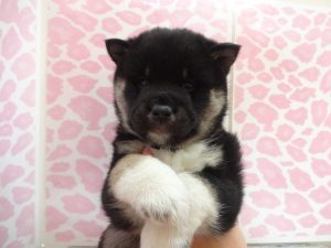 柴犬